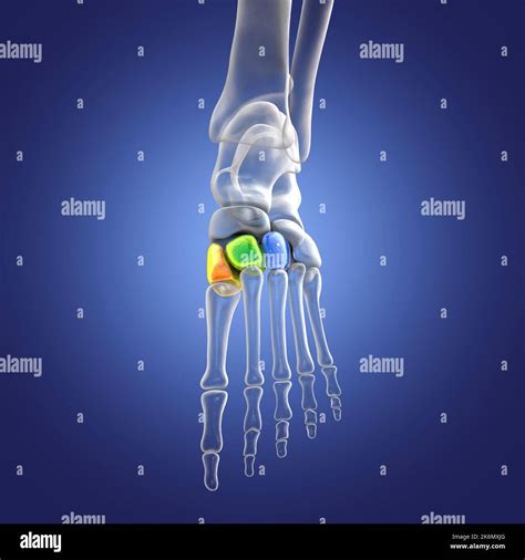 Cuneiform Bones Of The Foot Illustration Stock Photo Alamy