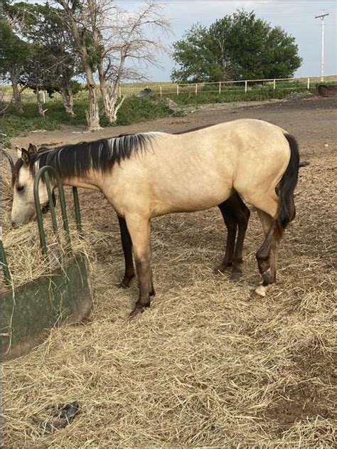 Yearling Buckskin Colt Nex Tech Classifieds