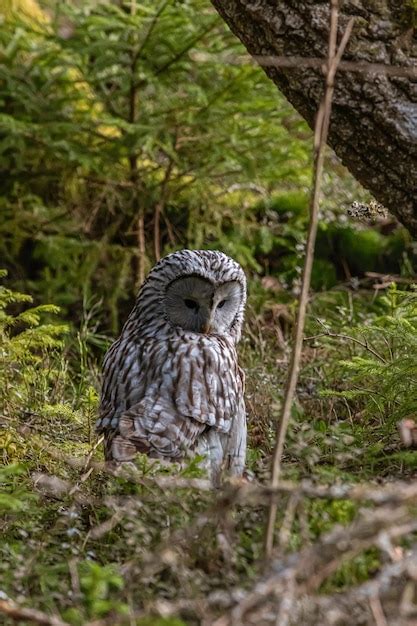 Premium Photo | Aquila chrysaetos magnificent golden eagle in its ...