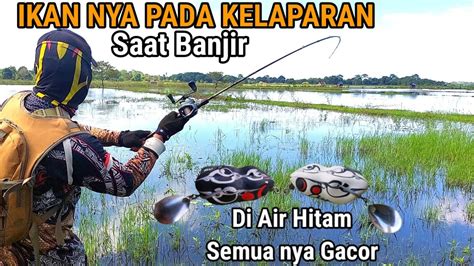 Soft Frog Hitam Dan Putih Menggoda Ikan Di Spot Air Hitam Casting