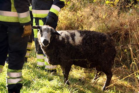 Wielrenner Redt Schapen Uit De Sloot