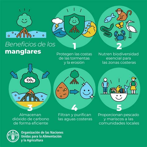 Importancia De Los Manglares Agua Org Mx