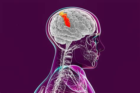 Somatosensory Cortex Function And Location