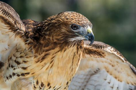 25 Birds of Prey Found in Michigan! (2024) - Bird Watching HQ