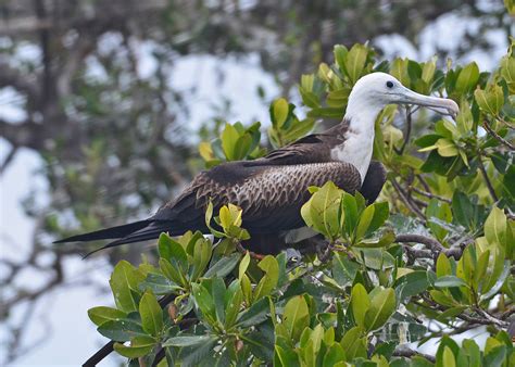 Magnificent Frigatebird Juvenile Bird Island Cwa Fwc Pho Flickr