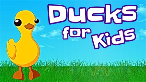 Ducks for Kids - YouTube