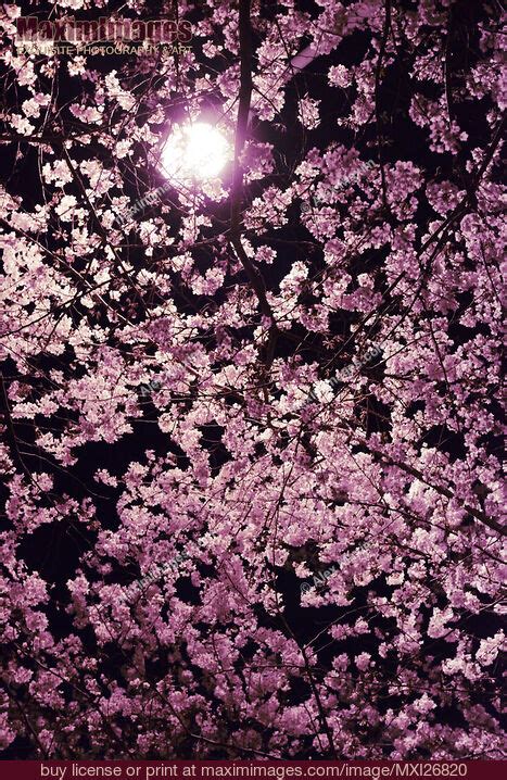 Cherry blossom at night. Stock Photo MXI26820