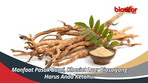 Manfaat Pasak Bumi Khasiat Luar Biasa Yang Harus Anda Ketahui Biotifor