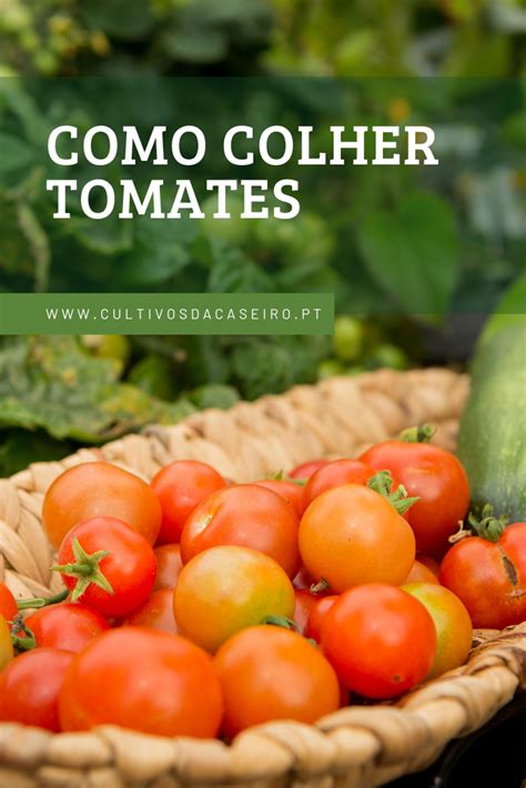 Tomate Como Cultivar E Utilizar Artofit