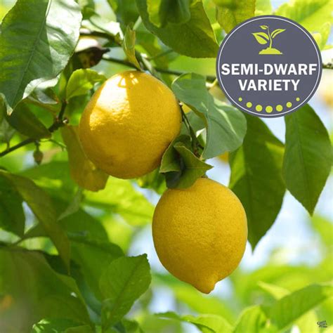 Citrus — Tagged Semi Dwarf Lemon Eureka Tree — Green Acres Nursery And Supply