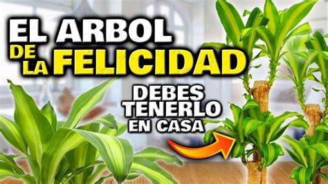 Esta PLANTA ATRAE LA FELICIDAD a tu CASA Árbol de la Felicidad