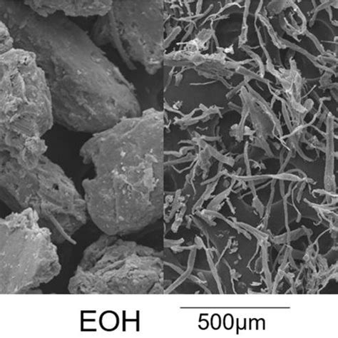 AFM Images Of Nanofibrillated Cellulose Samples Obtained From Oat Hull