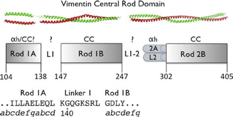 Schematic Depiction Of The Central Rod Domain Of Vimentin With Rod And