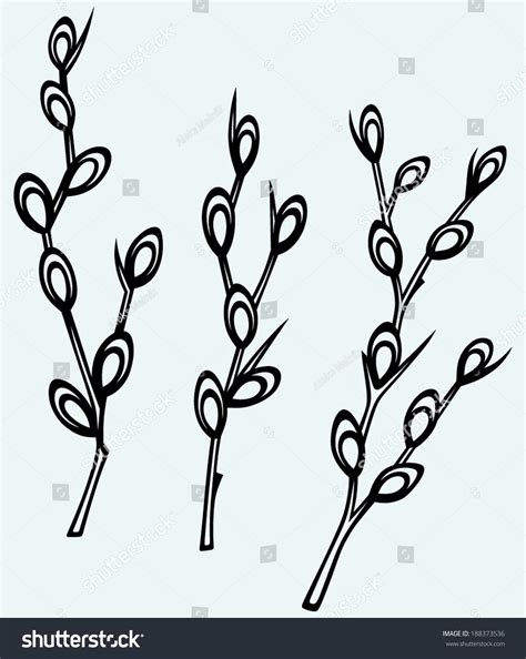 Pussy Willow Branches Isolated On Blue Stock Vector Royalty Free 188373536 Shutterstock