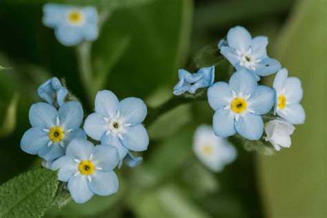 How To Grow And Care For Forget Me Not