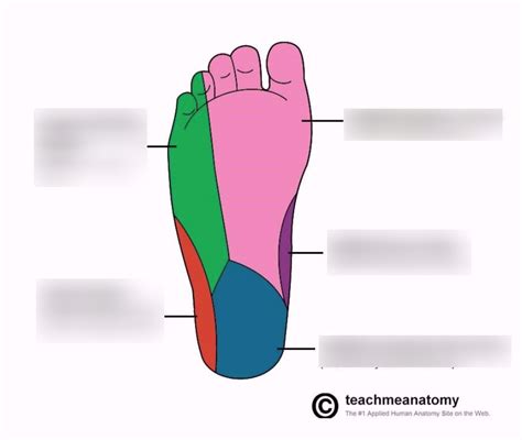 Sole Of Foot Diagram Quizlet