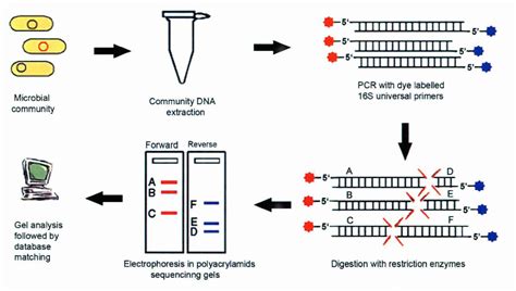 Restriction Fragment Length Polymorphism