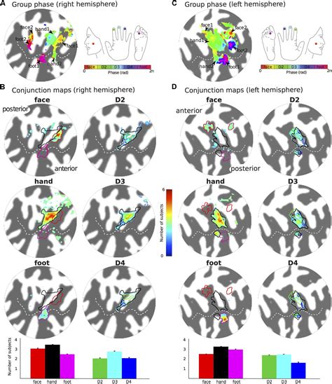 Frontiers Somatotopy In The Human Somatosensory System