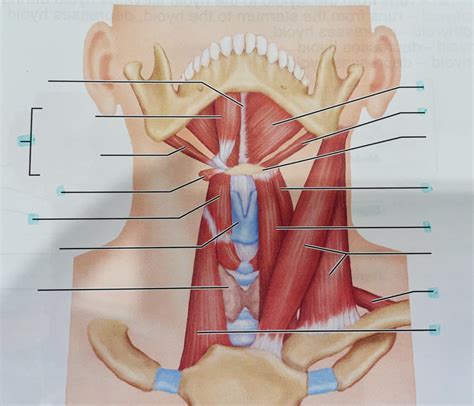 Labeling Muscles Of Anterolateral Neck Diagram Quizlet