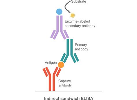 An Introduction To The Different Types Of Elisa Tests Integra