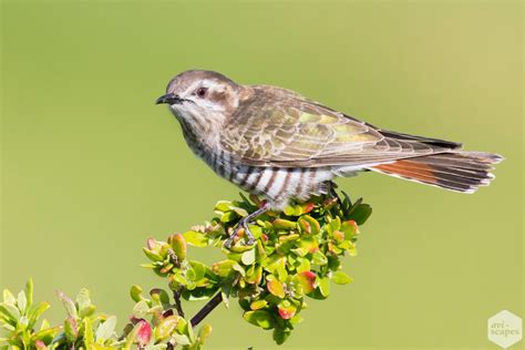 Bird Photography With Flash