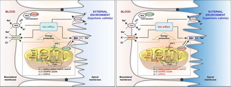 The Deduced Model Of Osmoregulatory Strategies In The Gills Of S Argus