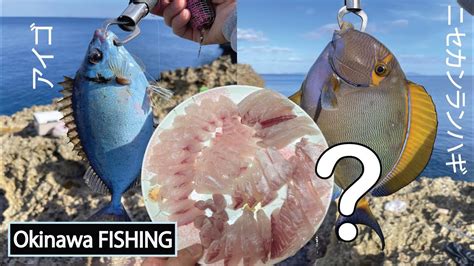 오키나와 바다낚시 열대어 회 맛은 Okinawa Fishing And Tropical Fishes 沖縄釣り Youtube