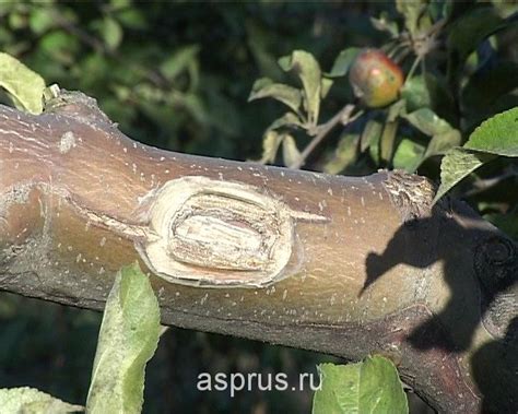 Лечение ран на плодовых деревьях