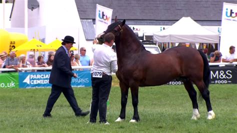 Cobiau Cymreig March 4 7 Welsh Cobs Stallion 4 7 Youtube