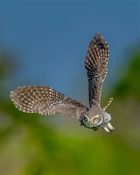 Indian Wildlife photographer Sadananda Koppalkar Captures Incredible Animal Photos In Indian Forests