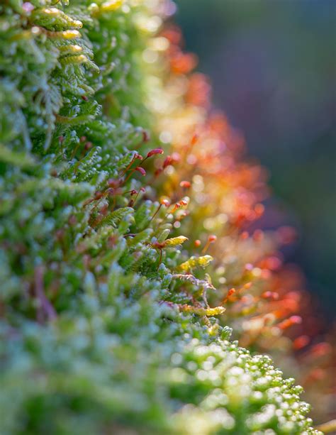 Moss Spores Spore Capsules - Free photo on Pixabay - Pixabay