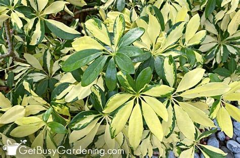 Umbrella Plant Care Guide How To Grow Schefflera Arboricola