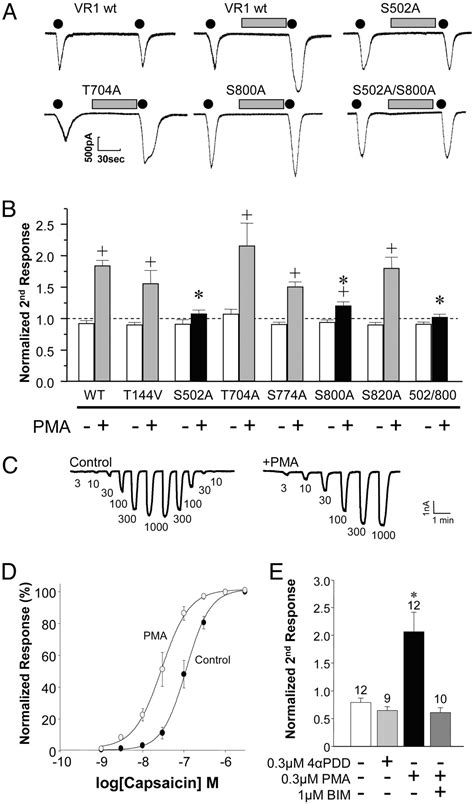 Protein Kinase C Phosphorylation Sensitizes But Does Not Activate The