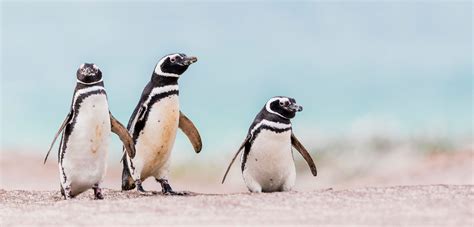 Fighting Penguins Lead with Their Left | Hakai Magazine