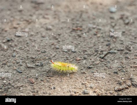 Yellow Fluffy Caterpillar Pale Tussock Moth Crawling Along Road