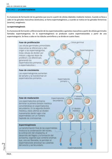 PDF 4 SEC EDA 5 SEMANA 2 CYT Explica 2023 Estudiando A Los Gametos