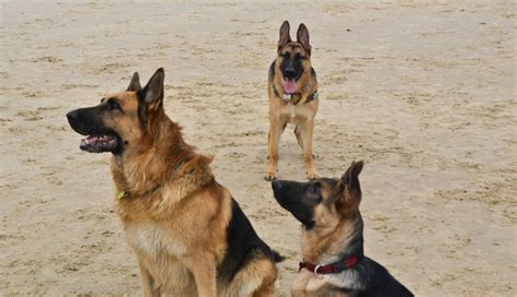 German Shepherd Puppies Training - Obedience, Protection And Attack