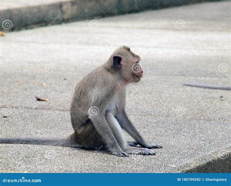 Thinking Monkey Close Up Stock Photo Image Of Greenery 185709282