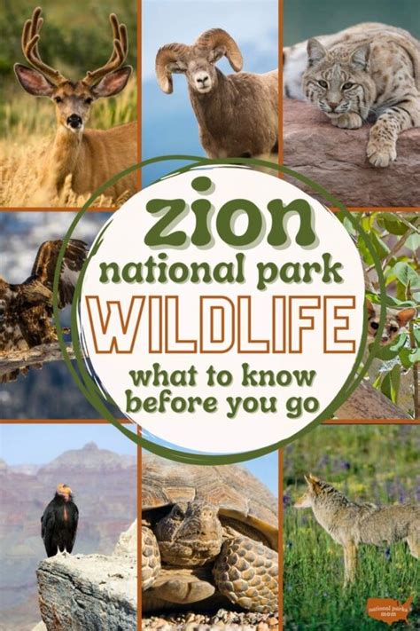 Zion National Park Wildlife: Ultimate Spotting Guide - National Parks Mom