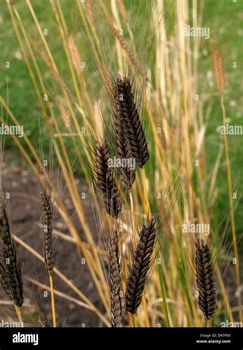 Wild Einkorn Wheat Triticum Boeoticum Poaceae Aka Triticum Baeoticum