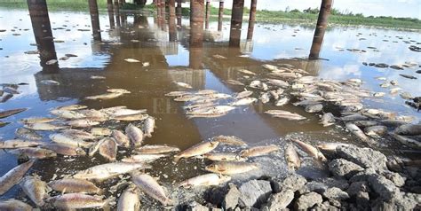 Mortandad de peces hallaron gran carga orgánica en las muestras del