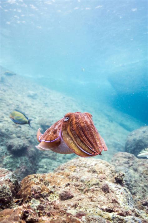 cuttlefish on Tumblr