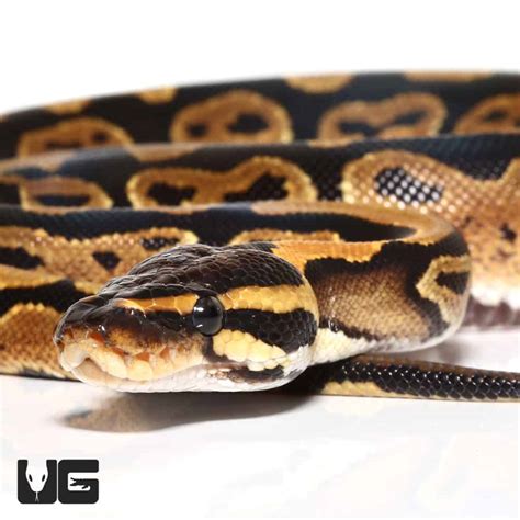 C.B. Baby Ball Pythons For Sale - Underground Reptiles