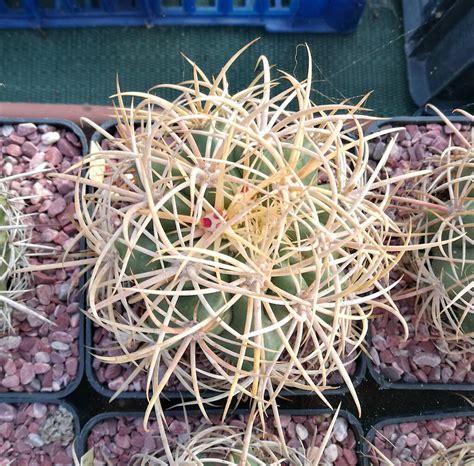 Ferocactus Johnstonianus Il Fiore Tra Le Spine