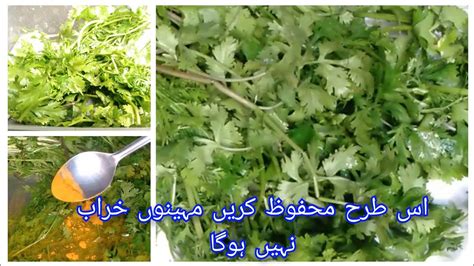 How To Save Coriander Leaves For 2 3 Month Hara Daina Mehfooz Karne