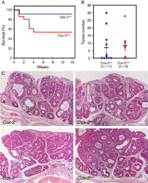 AOM DSS induced colon tumor formation in Cox 2 luc À knockout mice