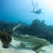 Coral Bay Ningaloo Reef Swim And Snorkel With Whale Sharks GetYourGuide