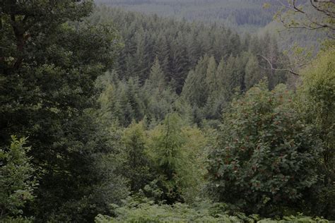 Tree shelter removal & recycling - Juniper Forestry & Environmental