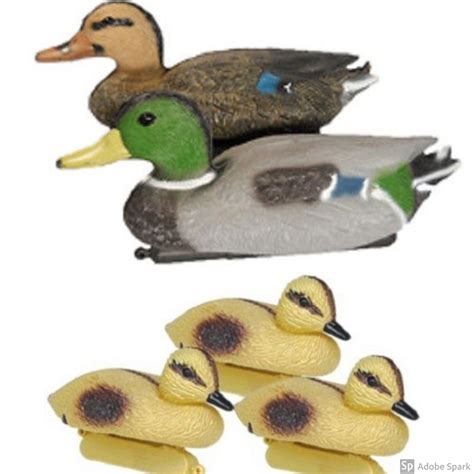 Canard Colvert Et Canetons