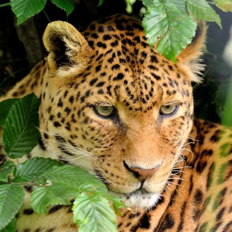 Free Images : nature, animal, wildlife, zoo, feline, predator, fauna ...